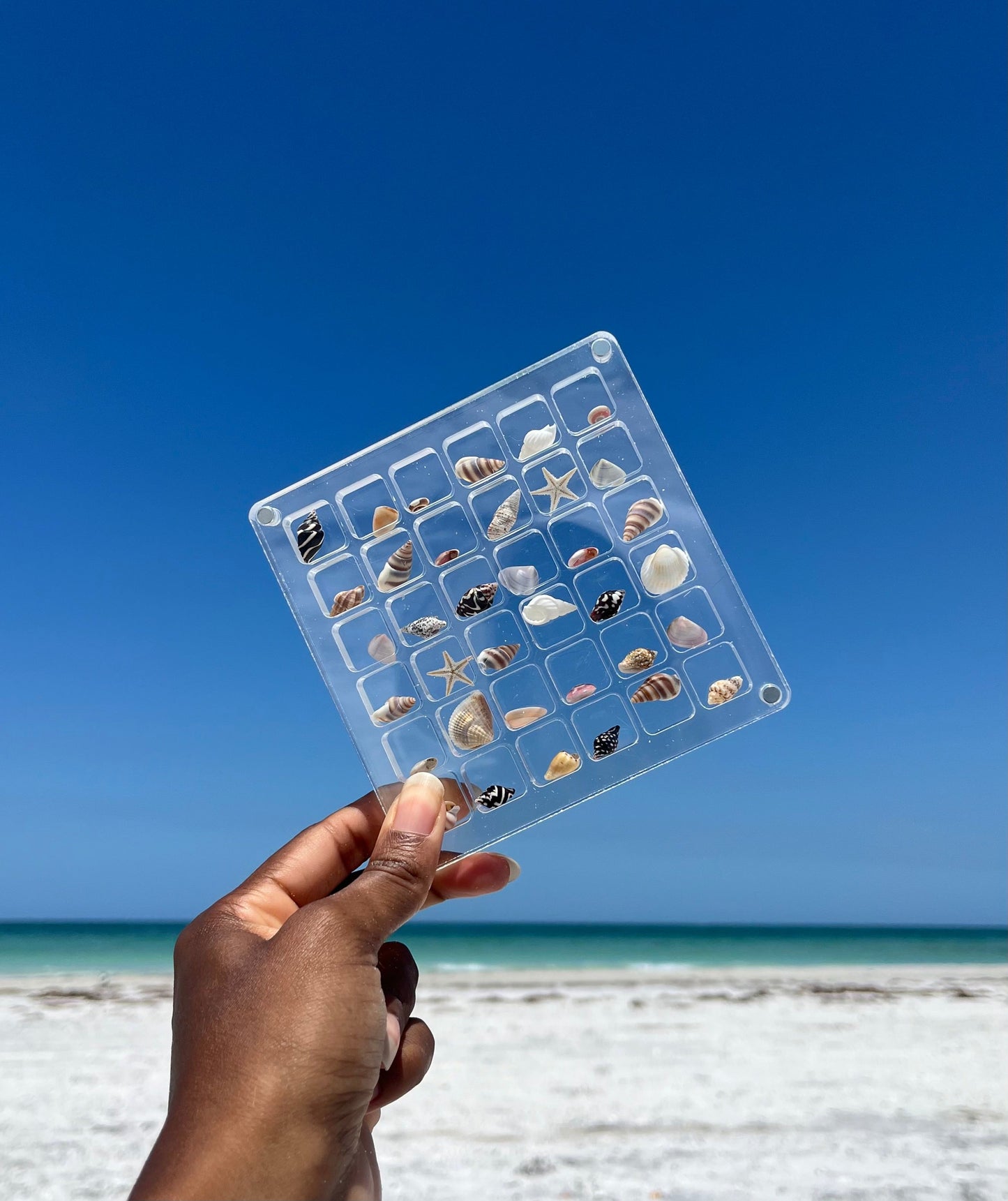 SeaShell Display Case (36 Grid)